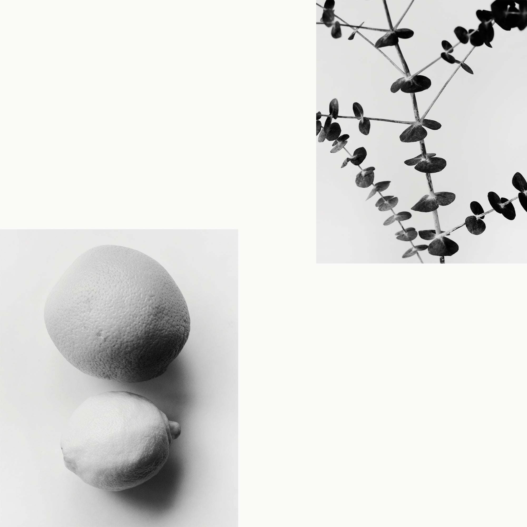 Map of the Heart V.2 Darkness ingredients in black and white - citrus and eucalyptus