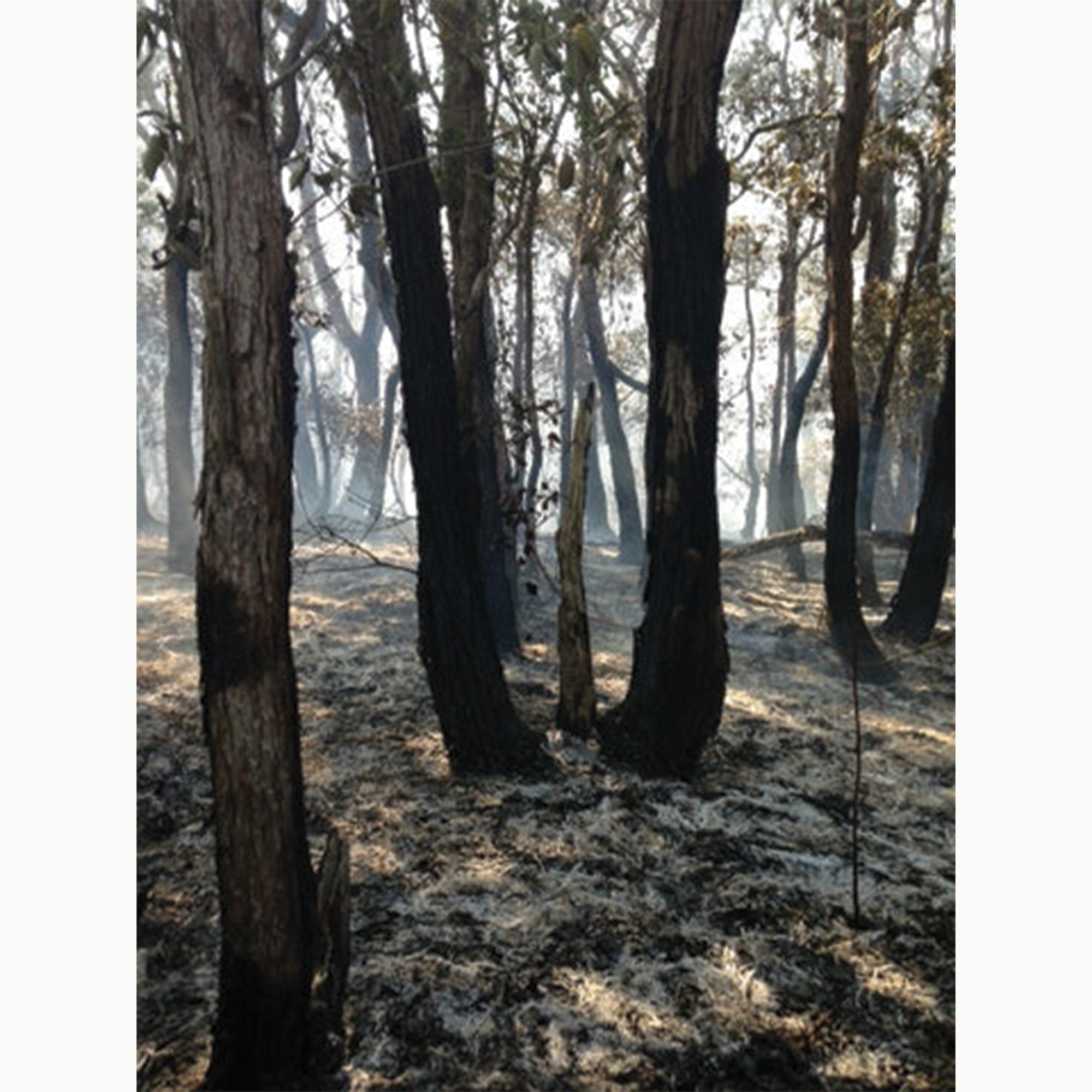 Map of the Heat V.2 Darkness landscape photo of Australian bush after fire - blacked trees and ash on ground