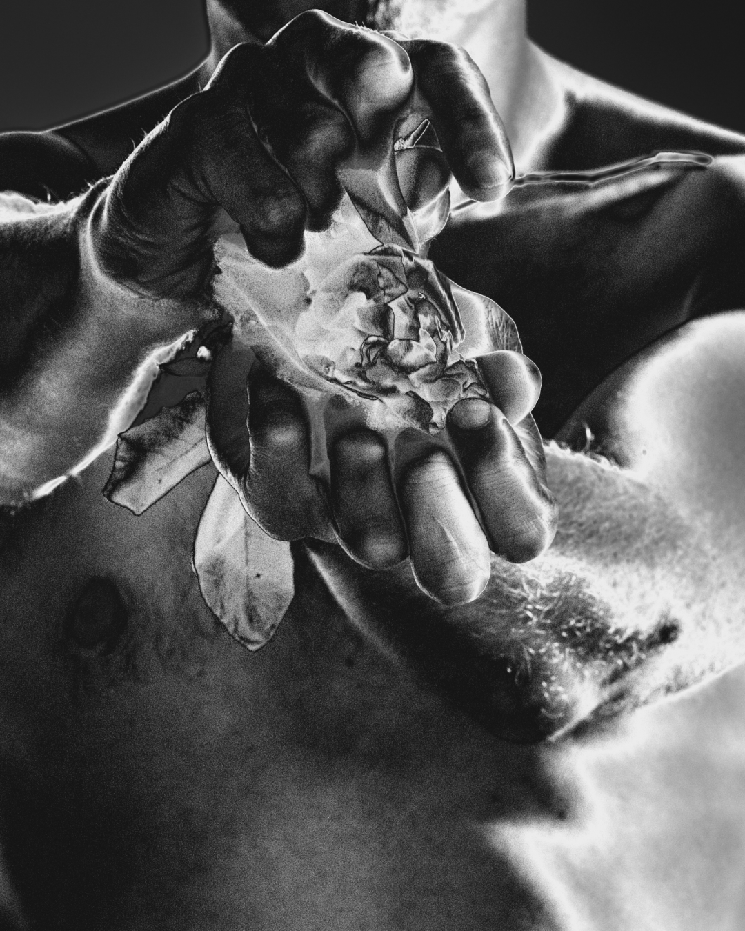 Hand crushing a white rose against a bare chest, V.10 Frisson campaign
